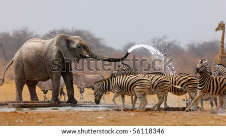 Elephant spraying zebras with water to keep them away from waterhole Royalty-Free Stock Photo #56118346