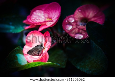 Red flower petals with water drops on it