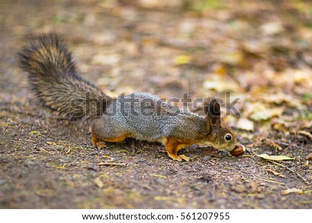 A squirrel on the ground is eating a nut in the autumn forest