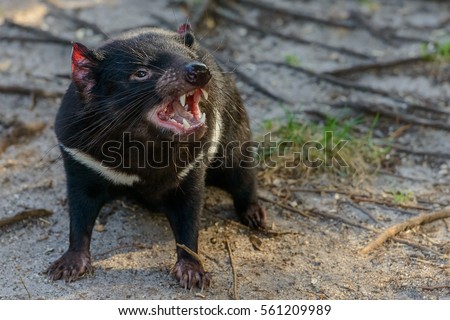 Tasmanian devil (Sarcophilus harrisii) Royalty-Free Stock Photo #561209989
