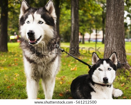 husky dog outside on a leash walking, green grass in park spring