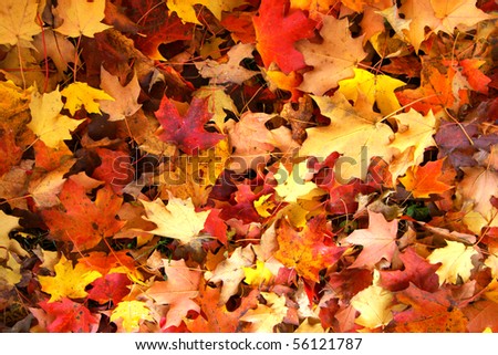 fall leaves Royalty-Free Stock Photo #56121787