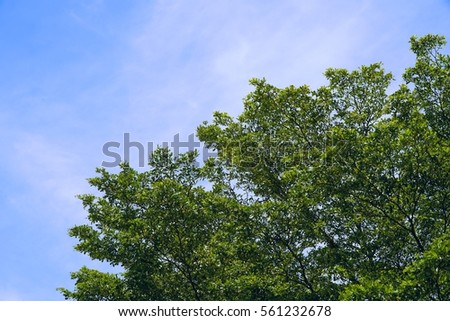 Ivory Coast almond, Black Afara, Idigbo, Emeri, Framire tree(TERMINALIA IVORENSIS CHEV COMBRETACEAE) and blue sky