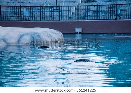 Seal is swimming in the water