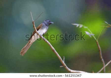 Amur paradise flycatcher at Koh Mannai Island, Rayong province of Thailand