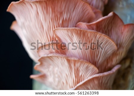 A macro picture from a pink  oyster mushroom
