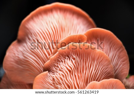 A macro picture from a pink  oyster mushroom