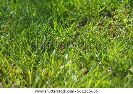Close up fresh green grass field background.