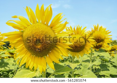 Triple sunflower on the blue sky background