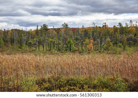 National Hiawatha Forest ablaze with color