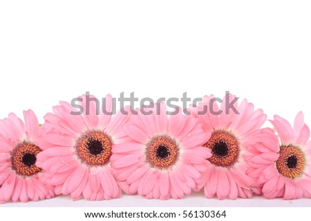 Pink Gerbera flowers isolated on white
