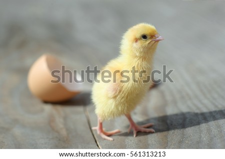 Small yellow chicks and egg shells Royalty-Free Stock Photo #561313213