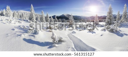 Beautiful view of snowy winter landscape with snow covered fir trees