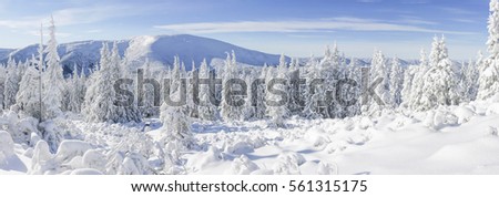 Snow covered fir trees on the background of mountain peaks. Panoramic view of the picturesque snowy winter landscape. Magnificent and silent sunny day. 