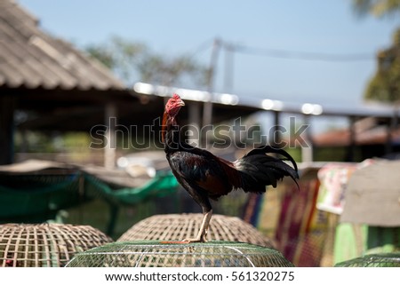 Fighting cocks in Thailand