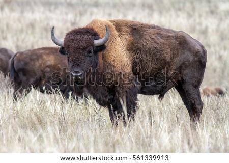 American bison male in the dry grassland. One buffalo in the autumn steppe.
