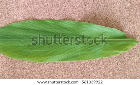 blur image of Turmeric leaves over wooden background  