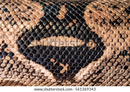 python skin as a texture