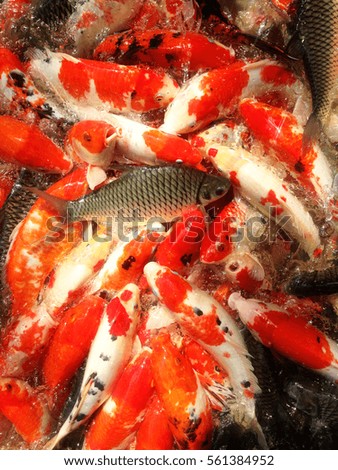 A koi fish family.