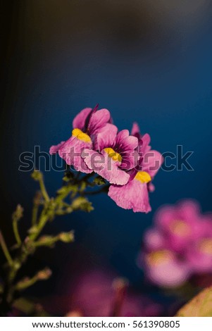 Pink Achillea millefolium flower, common yarrow, asteraceae