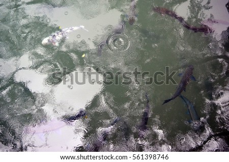 pond water surface with blue fishes and rain drops