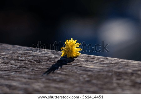 Yellow flower on surface with blue background