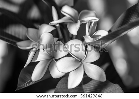 Plumeria or frangipani flower, Tropical flower  . Black and white photography.