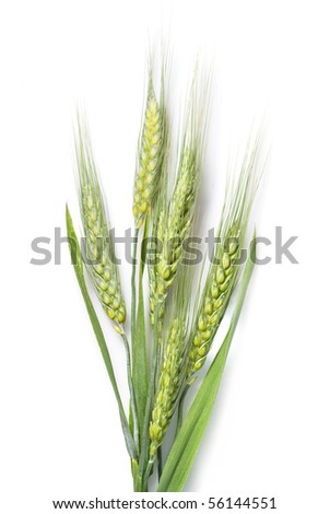 green wheat isolated on white