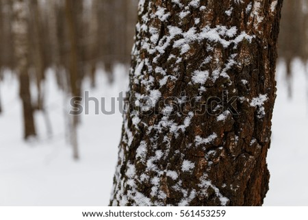 Winter trees in forest close-up