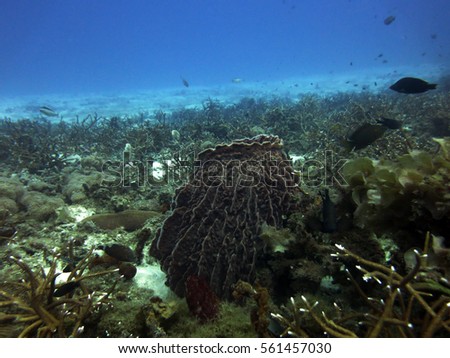 sponges found in the waters of coral reef area in malaysia