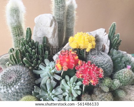 Cactus in tray stone garden decoration