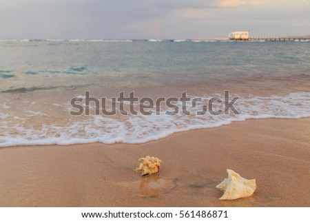 Shells and coral on the sea