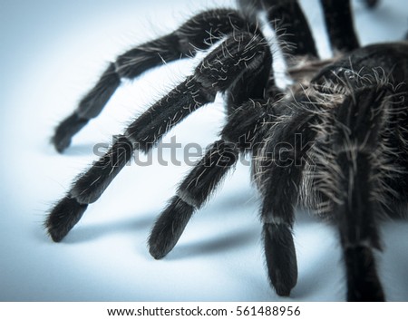 Closeup of danger mexican spider (brachypelma albopilosum)