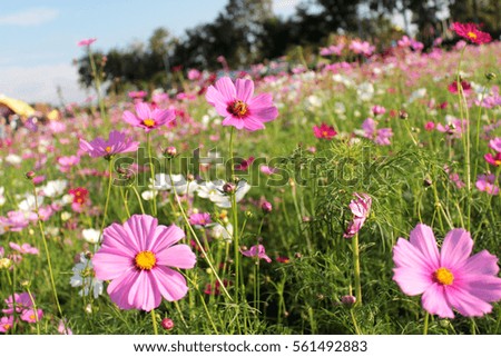 The dynamic movement of Flower Cosmos. In one of the villages are tranquil.