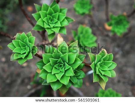 Interesting and beautiful flower succulent Sempervivum globiferum