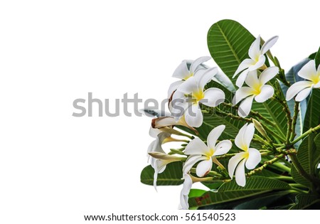 Plumeria Photo on the white background