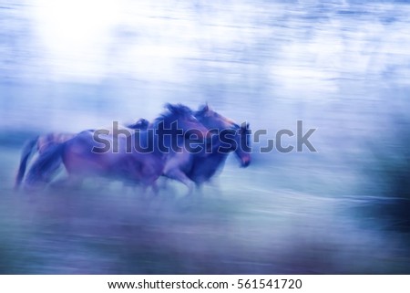Running wild horses. Motion blur background. Abstract nature and animals photos.