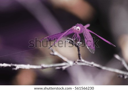 Dragonfly on a limb