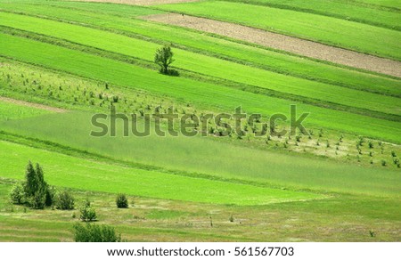 Beautiful green sown field.