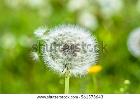 Seeds of dandelion on green blurred background of spring meadow, close-up