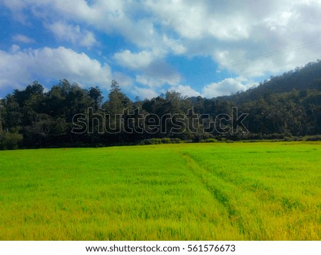 Endless rice field.