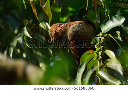 Lesser cuckoo dove in the jungle