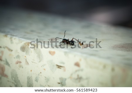 Macro Close up small ant bit back leg of black ant on white background