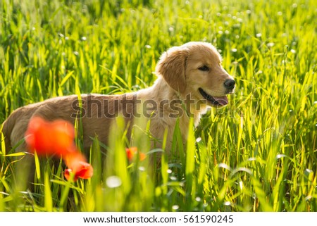 Golden retriever puppy on a green field