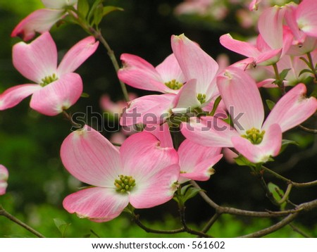 Pink Flowering Dogwood Royalty-Free Stock Photo #561602