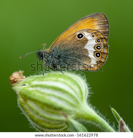 Sennitsy (Latin Coenonympha.) - Genus of butterflies in the family satyrinae.
The edges are rounded wings. Painting on top of yellow, red or brown tones.