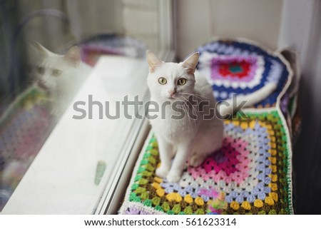 white cat sitting on motley mat on  the windowsill and her reflection the window glass