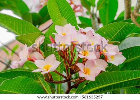 The blossom plumeria flowers on the tree with leaf by the fresh natural light.