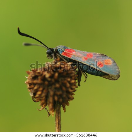 Butterflies zygaenidae (Latin Zygaenidae.) - A family of Lepidoptera. About 1,000 species.