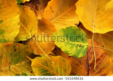 Autumn wilt yellow  Bo leaf  heap on the floor texture background 
